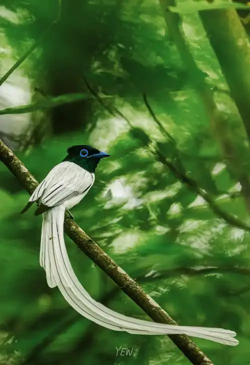 Bird sound visualization