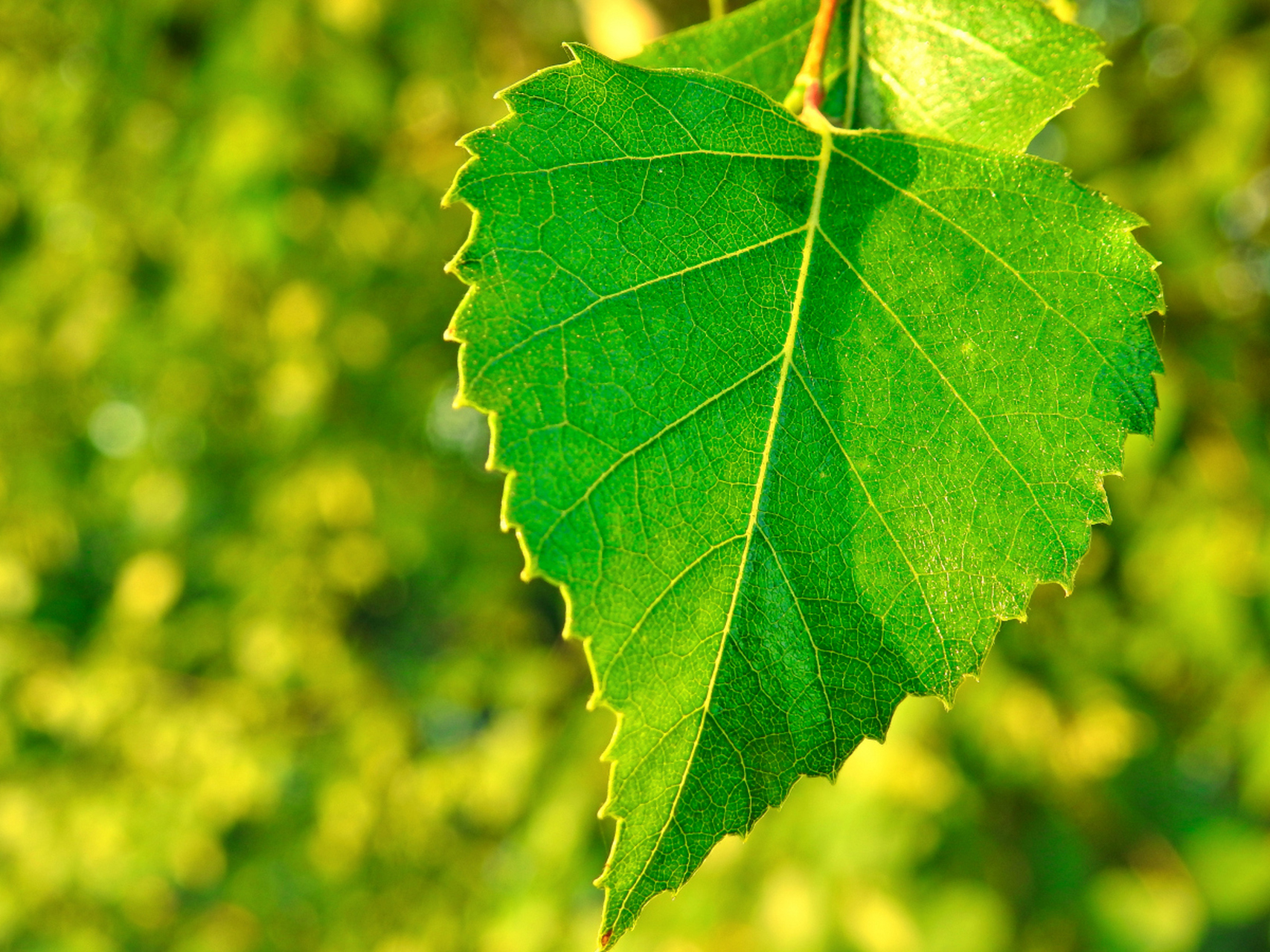 Leaf sound visualization
